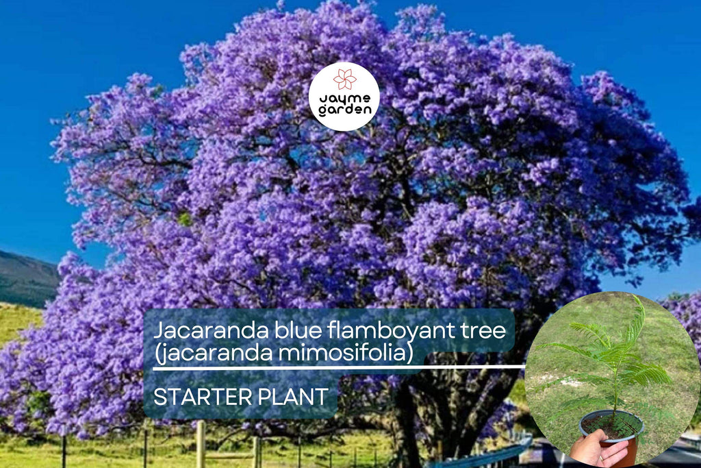 Jacaranda Blue Flamboyant Tree (Jacaranda Mimosifolia) 8”-18” – Exotic Purple Blooms for Your Tropical Garden!