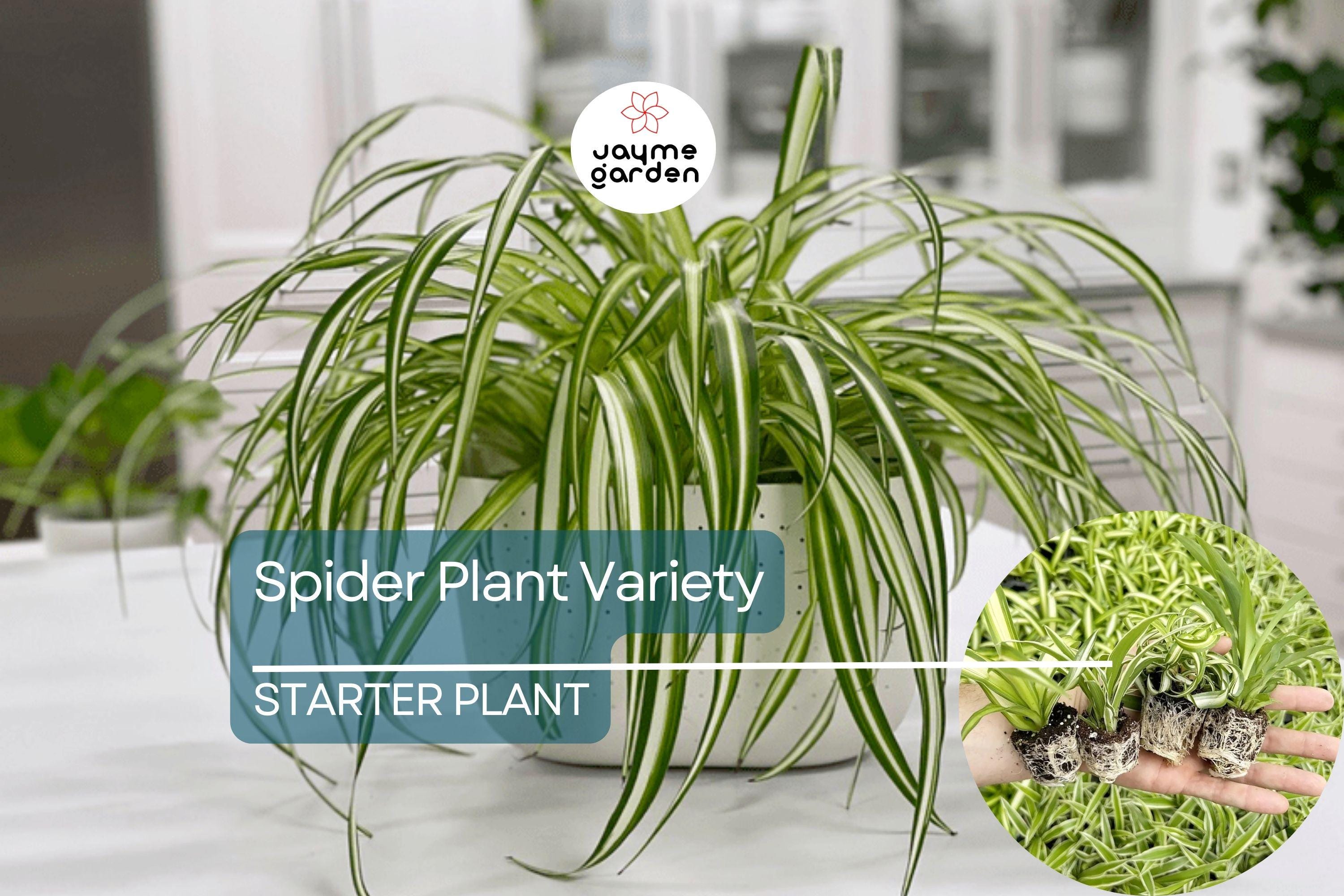 1 Spider Plant Variety Pack | Ocean, Hawaiian, Green, Bonnie Curly | Live Air-Purifying Starter Plants | Easy Indoor Decor | Great Gift