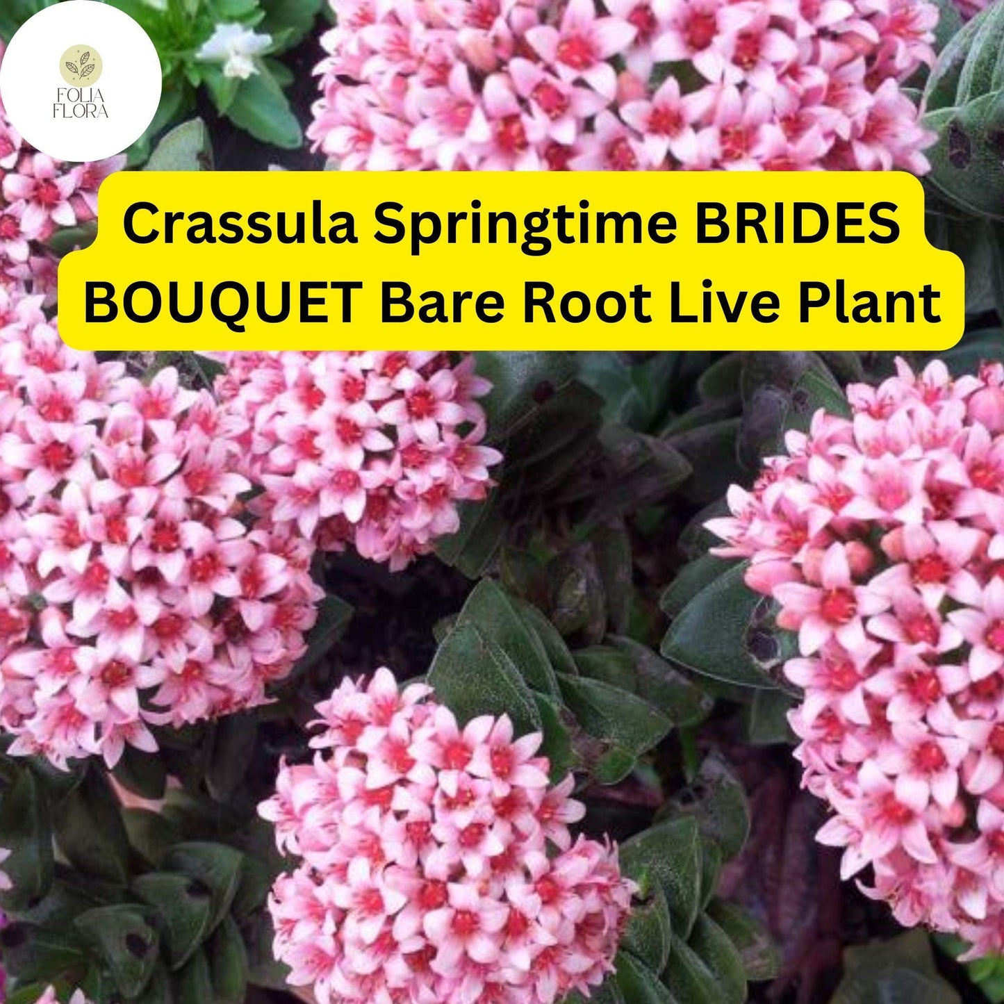 Crassula ‘Springtime’ Bride’s Bouquet | 1 Bare Root Live Succulent | Compact, Clusters of Pink Blooms, Easy-Care Houseplant