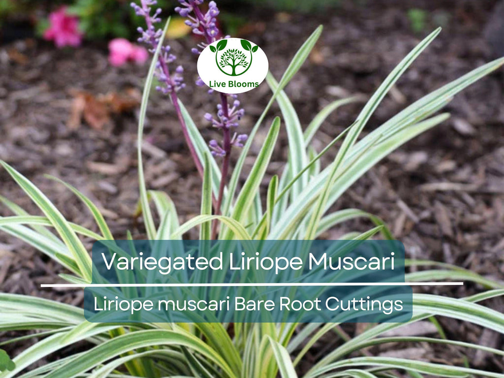 2 Variegated Liriope Muscari – Bare Root Cuttings – Monkey Grass Groundcover – Striped Foliage & Purple Spikes