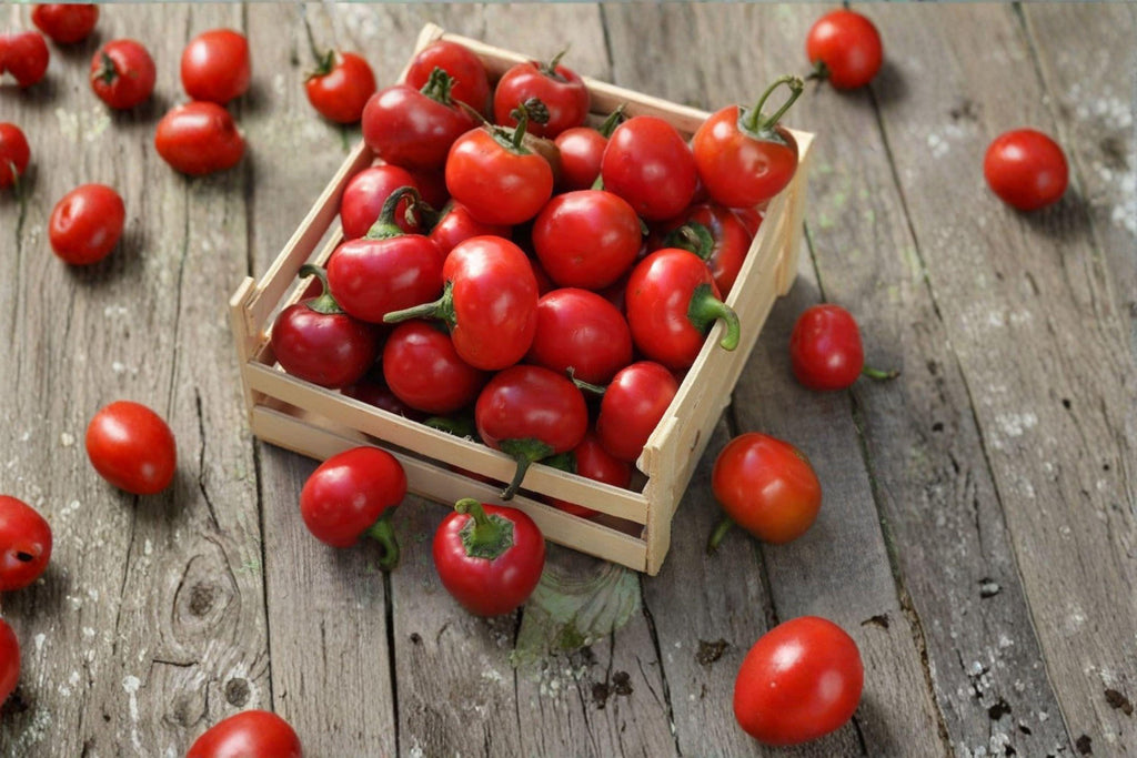 Red Cherry – Sweet Pepper 25 Seeds | Mild Sweet Pepper | Round Cherry Shape | Perfect for Stuffing & Pickling