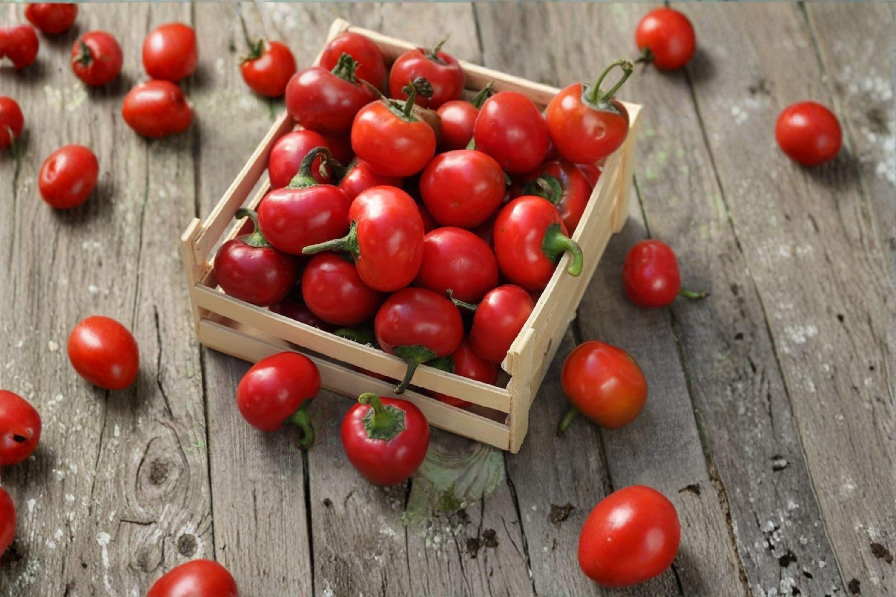 Red Cherry – Sweet Pepper 25 Seeds | Mild Sweet Pepper | Round Cherry Shape | Perfect for Stuffing & Pickling