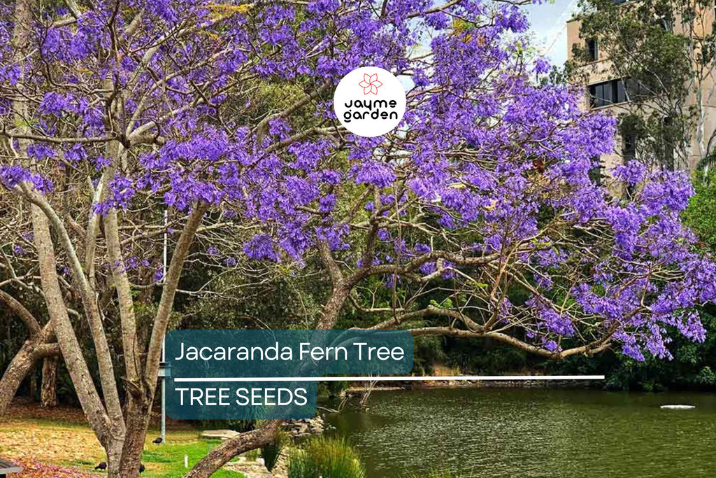 20 Jacaranda Fern Tree Seeds (Jacaranda mimosifolia) – Blue Flowers, Fast-Growing, 50ft Mature Height