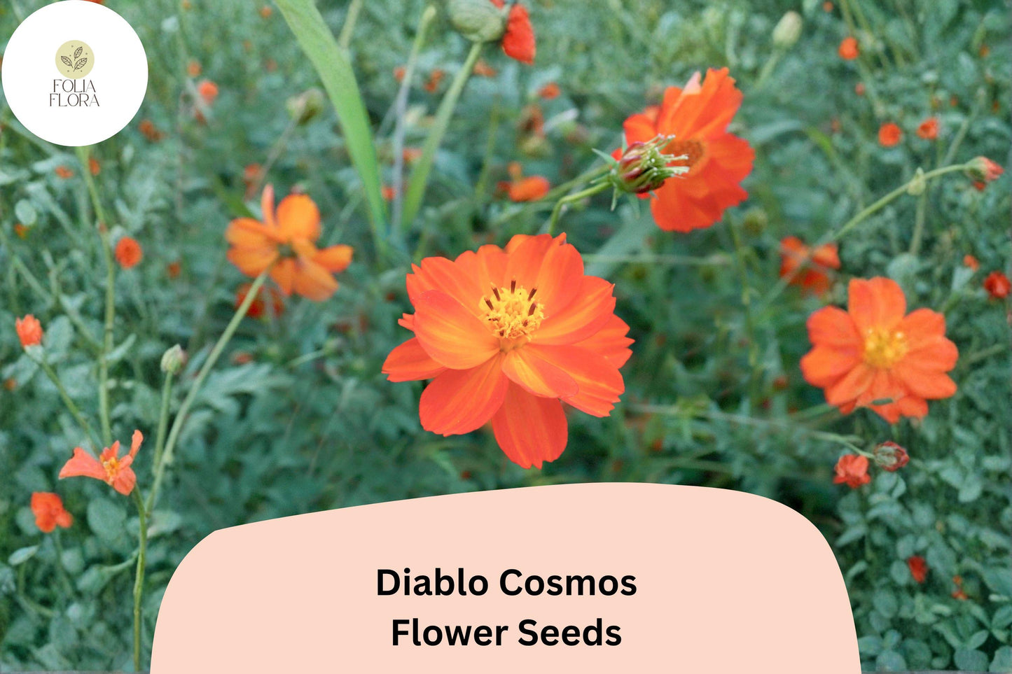 200+ Diablo Cosmos Seeds | Cosmos Sulphureus Bright Orange-Red Annual Flower Seeds