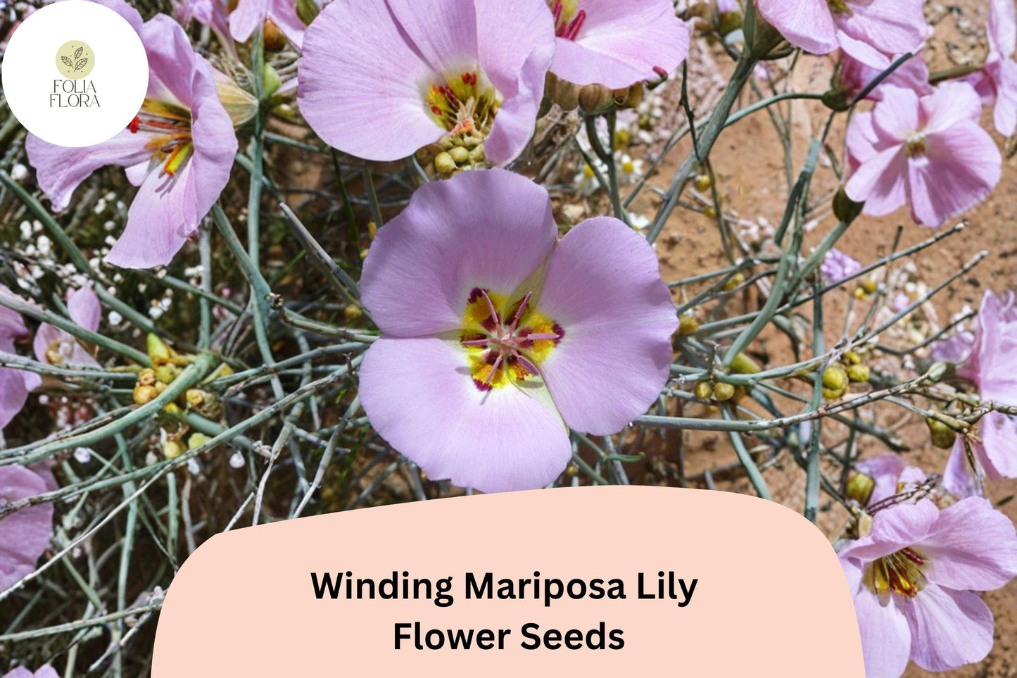 30 Calochortus flexuosus Seeds | Winding Mariposa Lily | Native Pink Wildflower for Rock & Desert Gardens