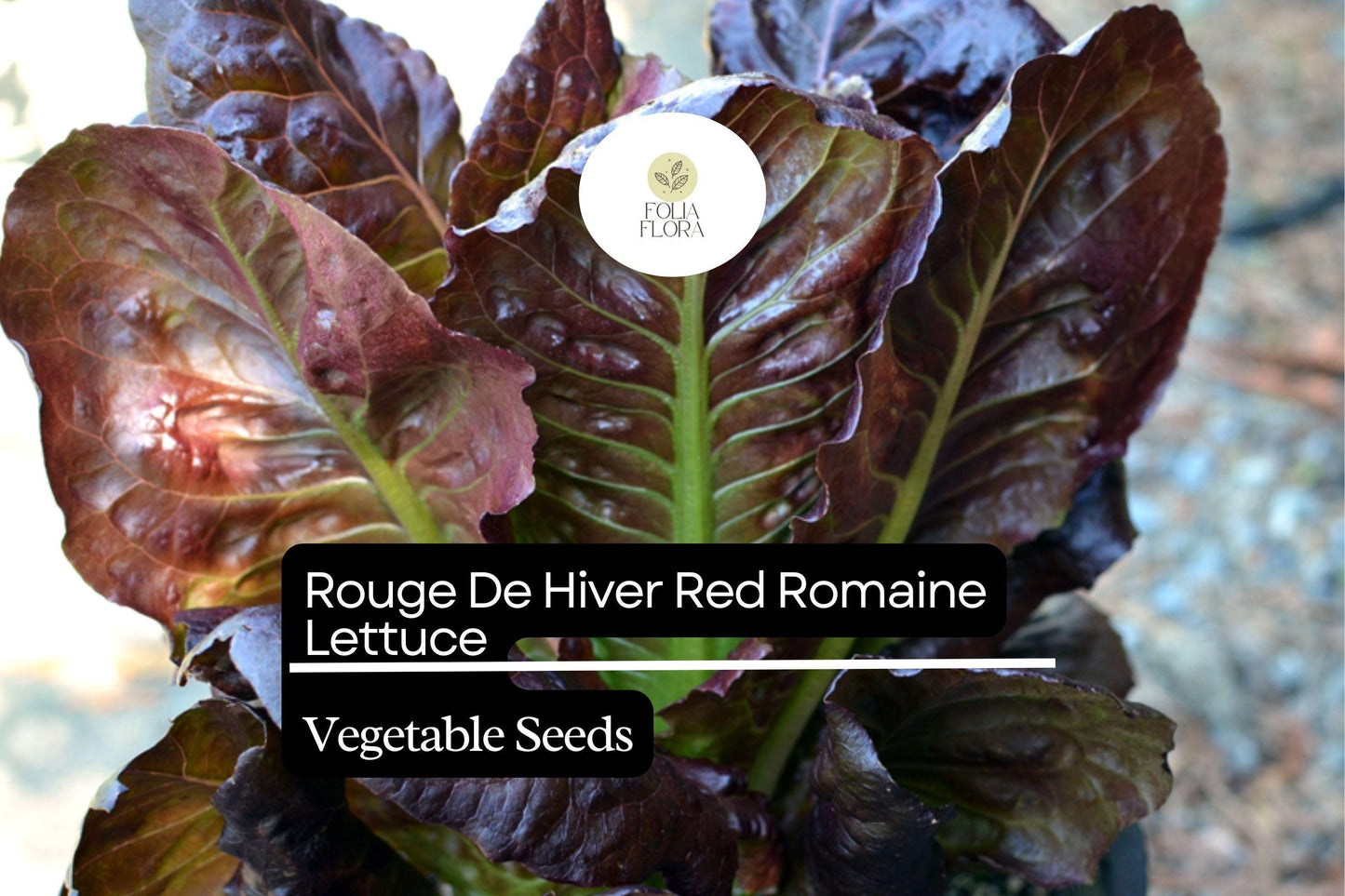 1000 Rouge De Hiver Lettuce Seeds – Lactuca sativa – Heirloom Romaine, Red-Tinted Leaves, Cold Hardy, Non-GMO, Sweet & Tender