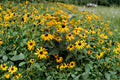 Black-Eyed Susan – Rudbeckia hirta 400 Seeds | Native Wildflower | Pollinator Favorite | Hardy Perennial / Biennial