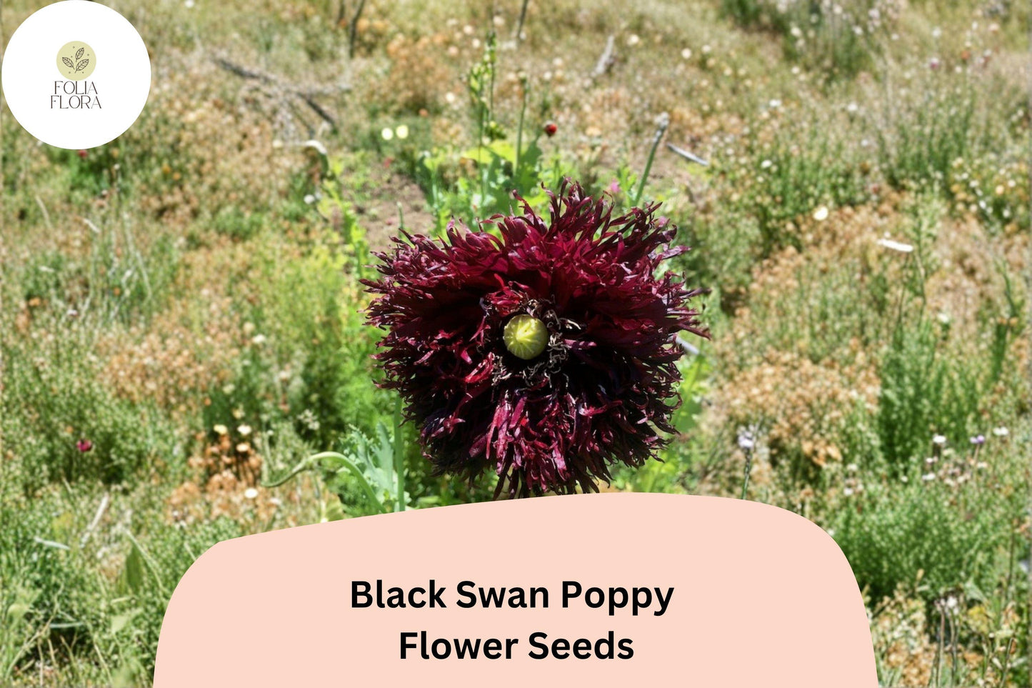 200+ Black Swan Poppy Seeds | Papaver somniferum | Deep Dark Blooms | Easy Garden Annual Flower Seeds for Beds & Pots