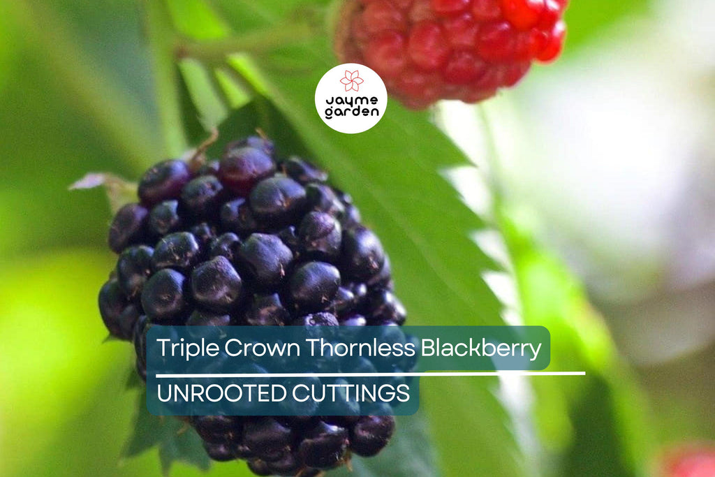 7 Premium Organic Triple Crown Thornless Blackberry Cuttings 6"-10" | Sweet Juicy Berries | Easy to Grow | Unrooted Starter Plants