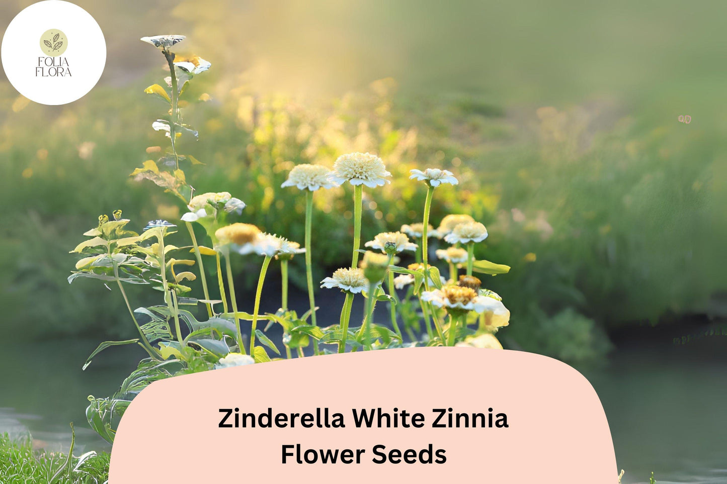 100+ Zinderella White Zinnia Seeds – Unique Double Bloom Non-GMO Annual Flowers for Garden Planting & Bouquets