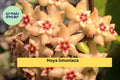 Hoya limoniaca Live Plant – Rare Rooted Cutting in 3.5” Pot, Exact Plant Listing, Healthy Tropical Houseplant for Collectors