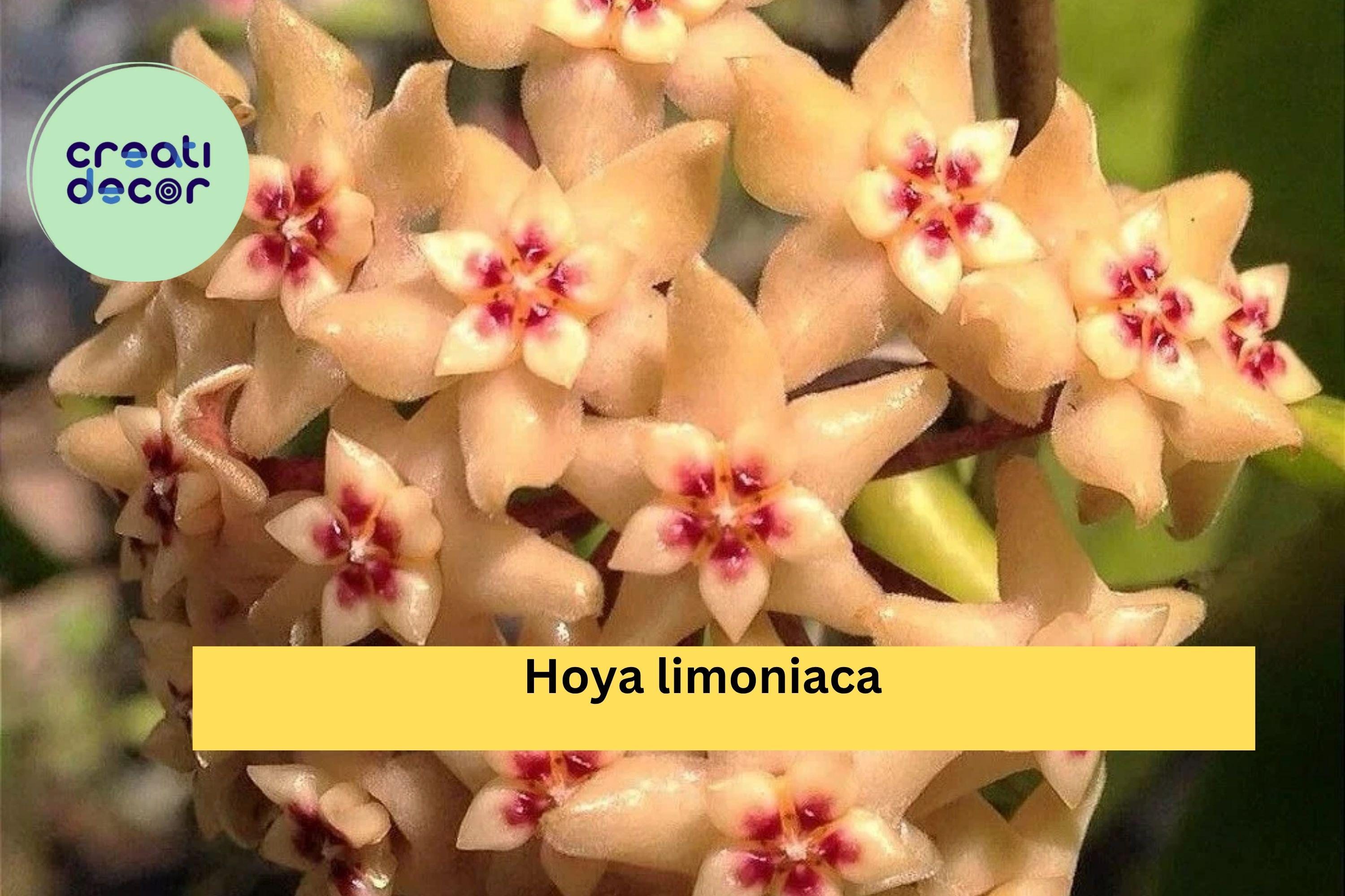 Hoya limoniaca Live Plant – Rare Rooted Cutting in 3.5” Pot, Exact Plant Listing, Healthy Tropical Houseplant for Collectors