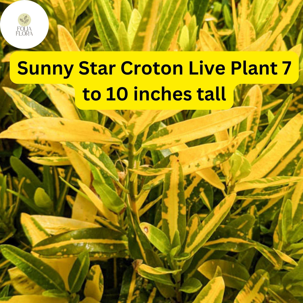 1 Codiaeum Variegatum ‘Sunny Star’ – Croton Bare Root Live Plant 7-10” Tall – Vibrant Tropical Foliage