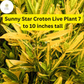 1 Codiaeum Variegatum ‘Sunny Star’ – Croton Bare Root Live Plant 7-10” Tall – Vibrant Tropical Foliage