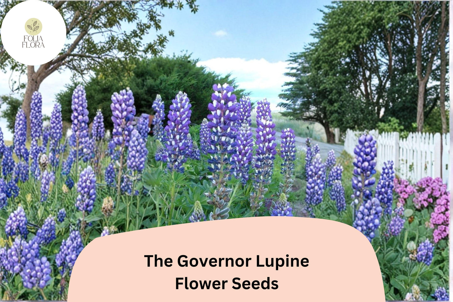25+ The Governor Lupine Seeds | Lupinus | Deep Blue-White Spiked Blooms for Garden Planting
