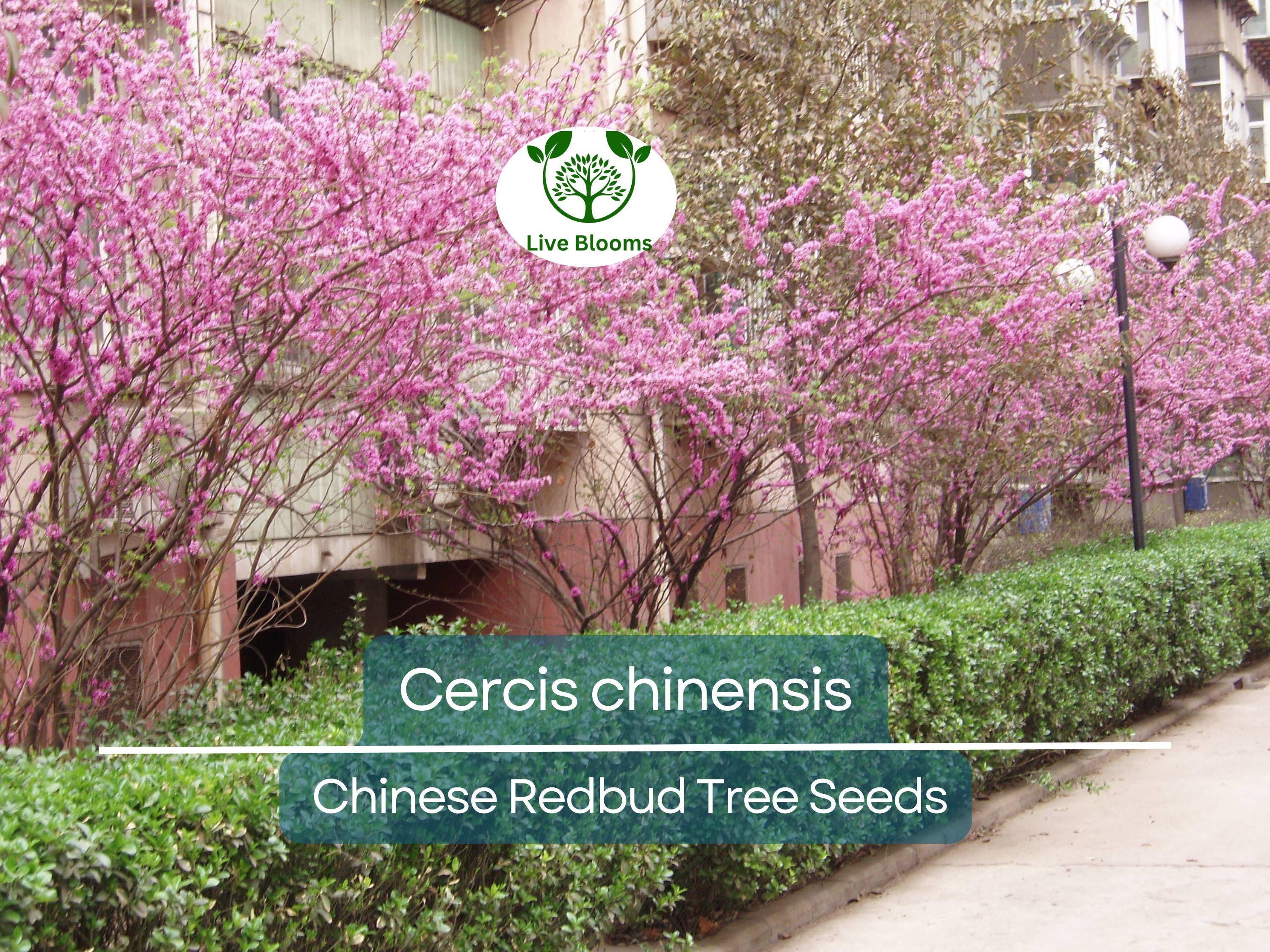 10 Seeds Cercis chinensis (Chinese Redbud) Tree for Planting | Ornamental Flowering Tree with Stunning Pink Blossoms