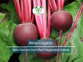 40 Seeds Beet Detroit Dark Red - Beta vulgaris | Heirloom Beets for Planting, Gardening & Nutritious Root Harvests