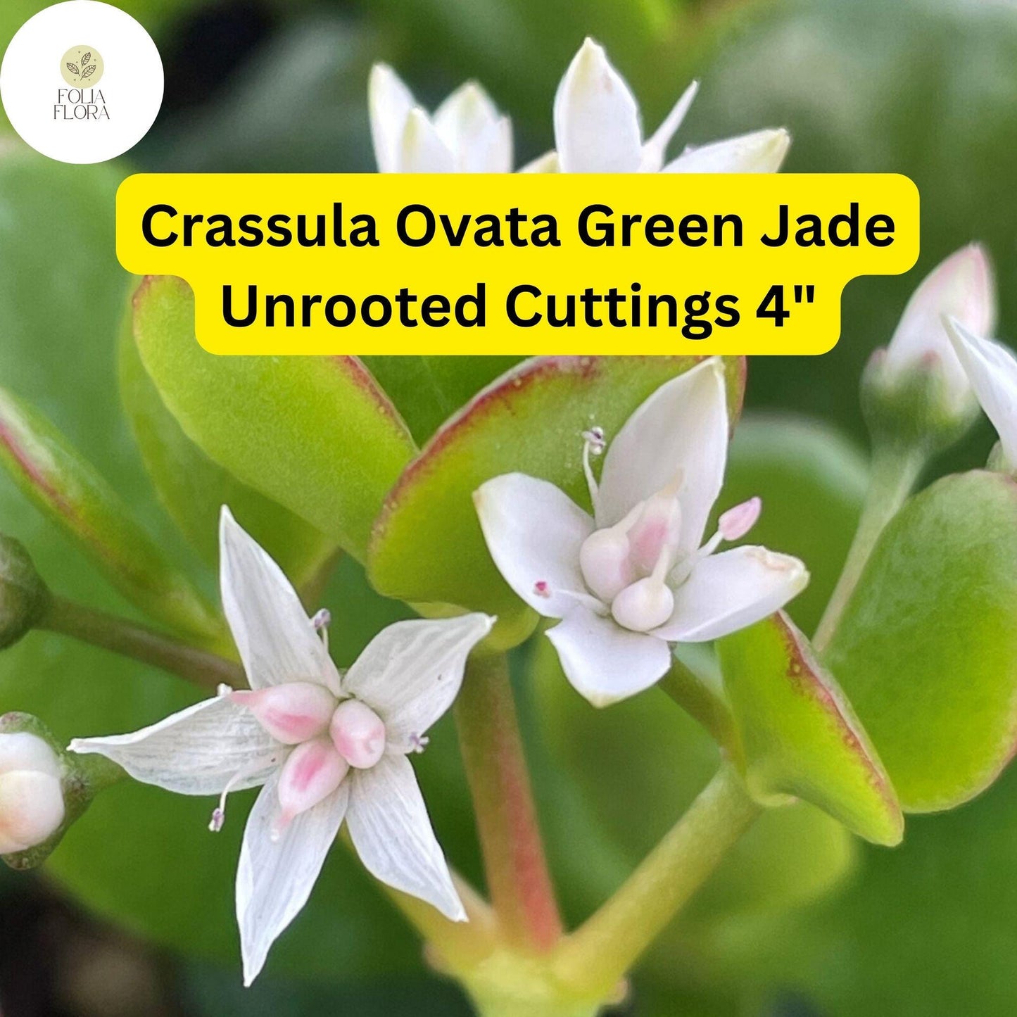 Crassula Ovata ‘Green Jade’ | 3 Unrooted 4” Cuttings | Money Tree, Easy-Care Succulent, Bonsai, Drought-Tolerant Houseplant