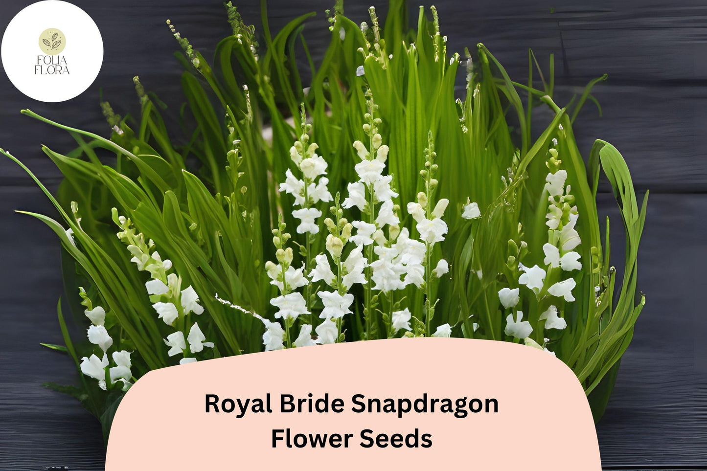 Antirrhinum majus Royal Bride Snapdragon Seeds – 1000+ Pure White Fragrant Blooms for Garden & Bouquets