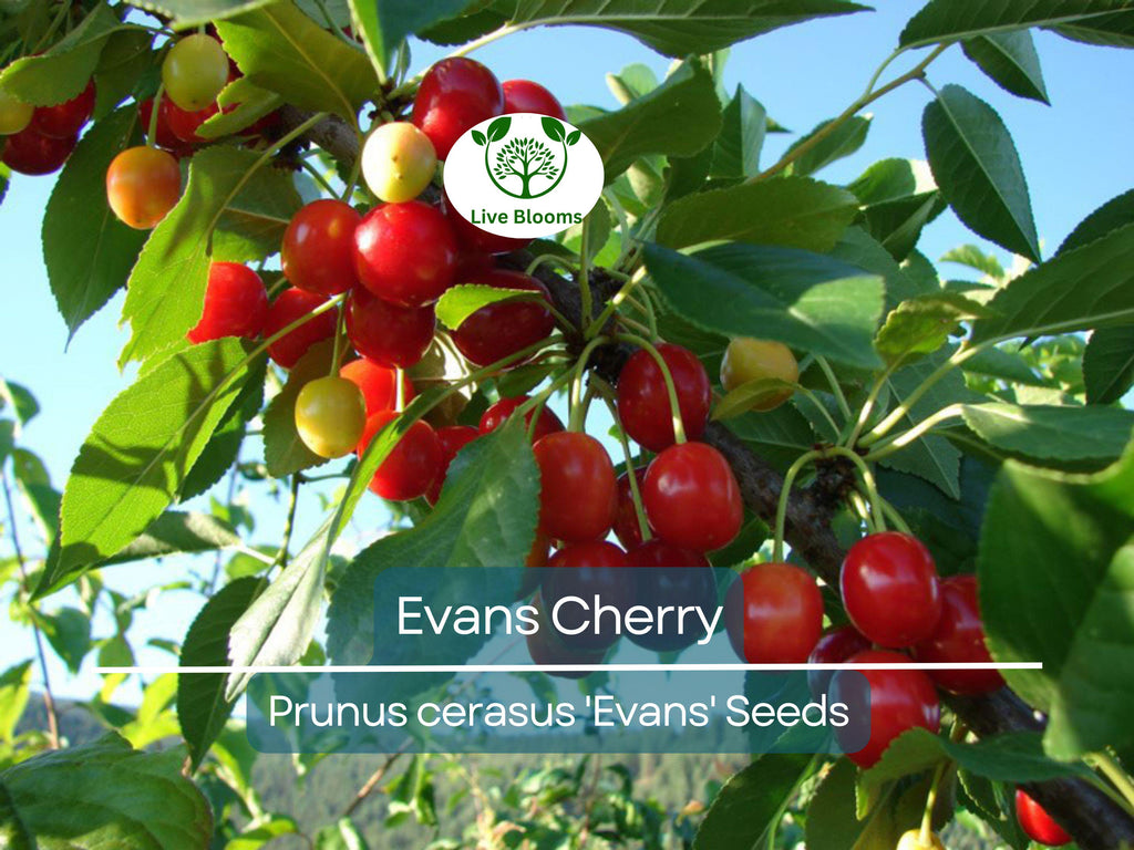 20 Evans Cherry Tree Seeds (Prunus cerasus 'Evans'), Edible Tart Cherries, Sweet & Sour Fruit, Hardy Tree for Garden, Tasty Fruit Seeds