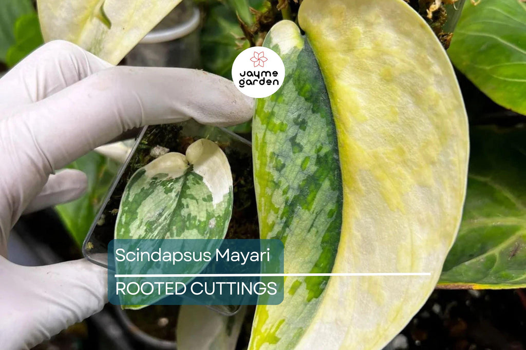 Scindapsus Mayari - Highly Variegated Rooted Cutting (1-2 Leaves) | Rare Cultivar with Stable Variegation
