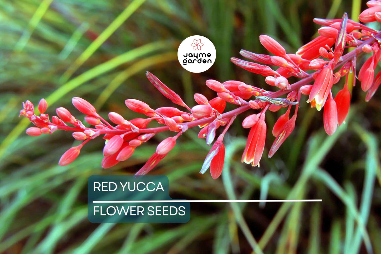 25 Red Yucca Seeds (Hesperaloe parviflora) - Drought Tolerant, 5ft Flower Spikes, Hummingbird & Butterfly Attracting