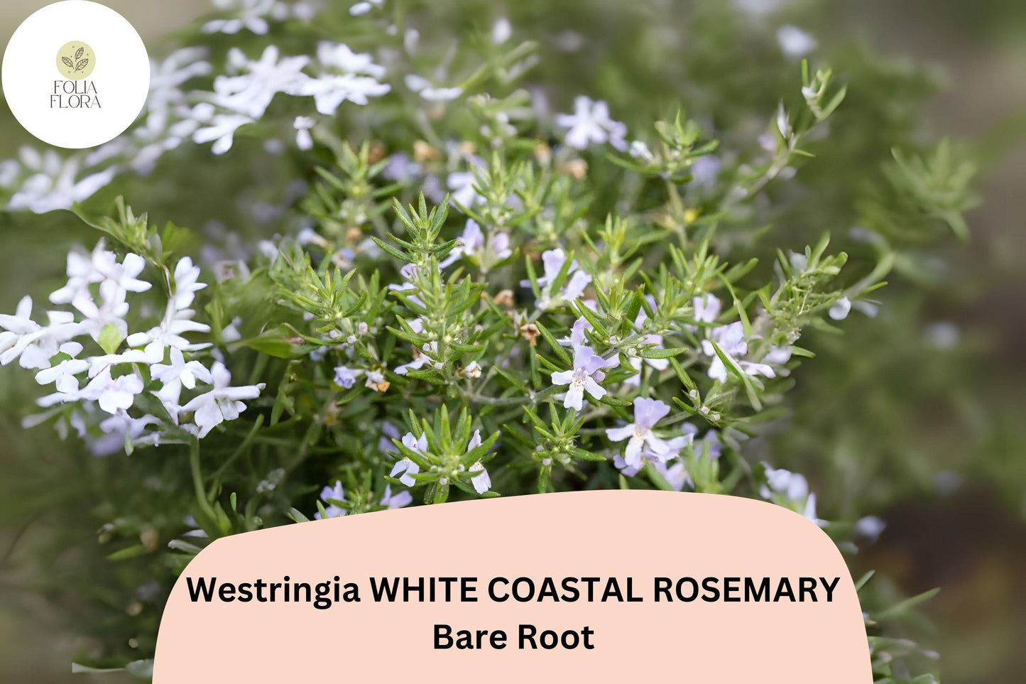 Westringia White Coastal Rosemary | 1 Live 6–12” Rooted Flowering Shrub Plant