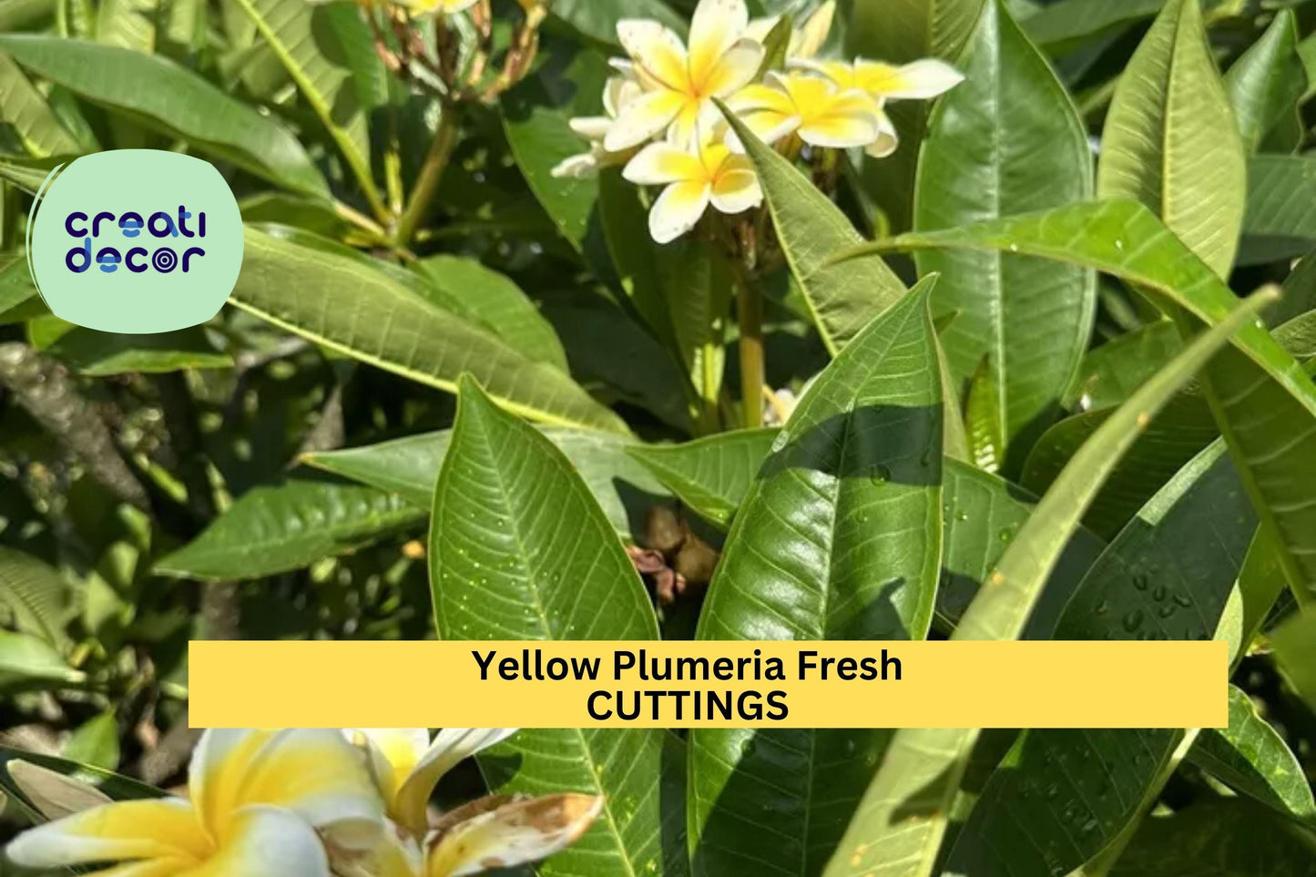 1 Yellow Plumeria Cutting | Double Head 10" Fresh Unrooted Stem | Frangipani Starter | Tropical Garden Tree | Vibrant Bloom