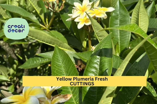 1 Yellow Plumeria Cutting | Double Head 10" Fresh Unrooted Stem | Frangipani Starter | Tropical Garden Tree | Vibrant Bloom