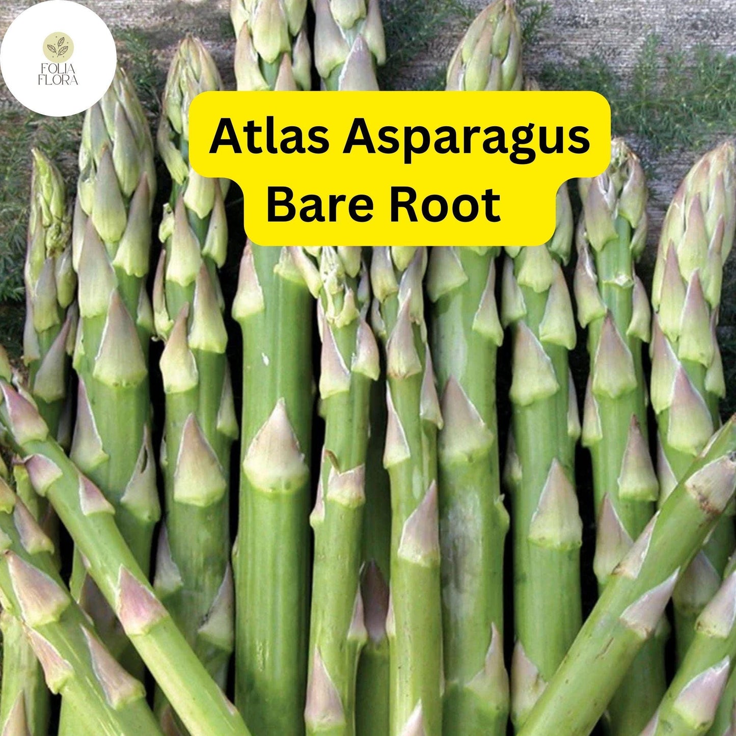 25 Bare Root Plants Green Atlas Asparagus, 2-Year Crowns, Asparagus officinalis, Easy to Grow Garden Starter