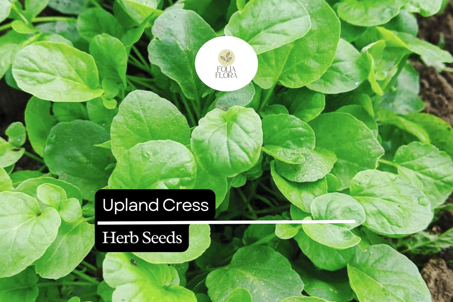 1000 Seeds Upland Cress (Barbarea verna) – Peppery, Nutritious Herb for Salads & Microgreens