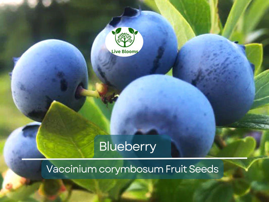 100 Blueberry Seeds - Dwarf Top Hat (Vaccinium corymbosum), Low Bush Variety, Sweet Edible Fruits, Compact, Garden Starter, Easy to Grow