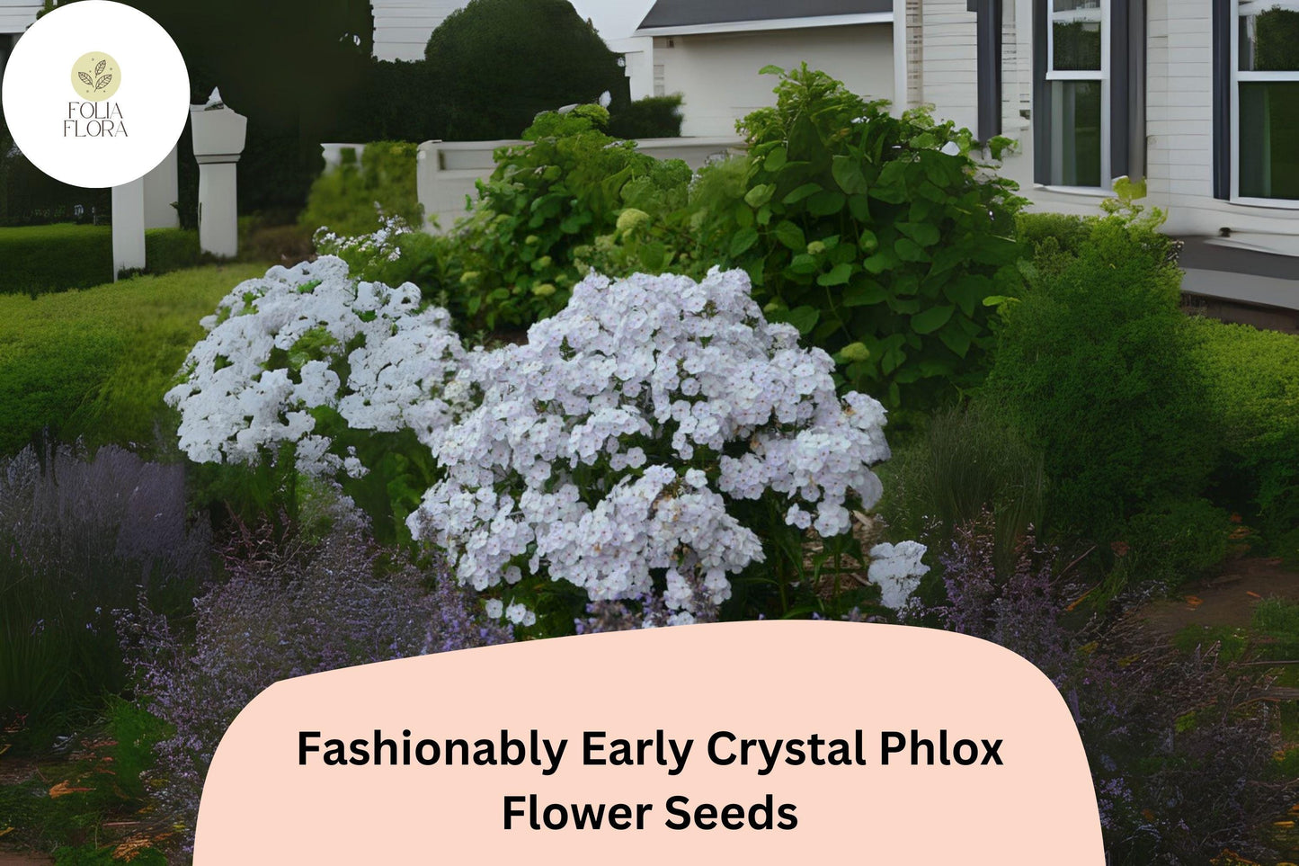100+ Fashionably Early Crystal Phlox Seeds for Garden Planting | Phlox paniculata | White Perennial Flower Seeds