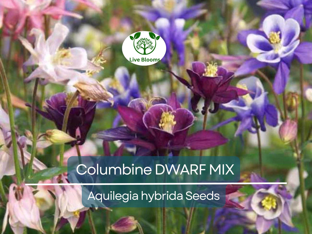 500 Seeds Columbine DWARF MIX Granny's Bonnet Perennial Flowers - Aquilegia Non-GMO, Fall Planting, Easy to Grow, Colorful Garden Blooms