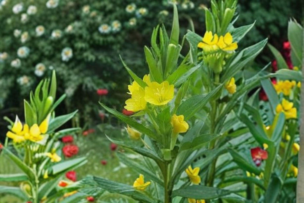 Evening Primrose – Oenothera biennis 200 Seeds | Native Wildflower | Night-Blooming Pollinator Plant | Hardy Biennial
