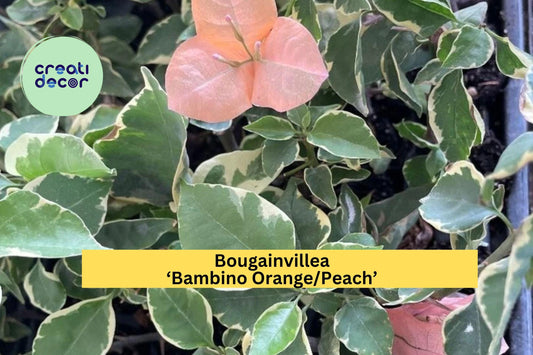 Bougainvillea ‘Bambino Orange/Peach’ – Small Well-Rooted Starter Plant – Compact Flowering Vine for Patio or Garden