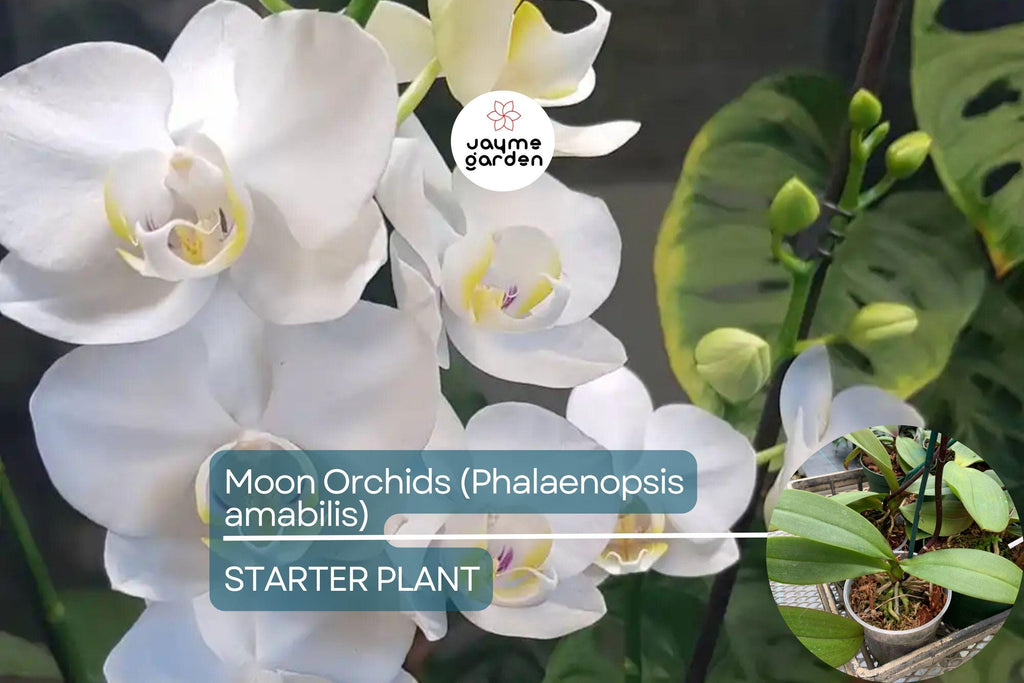 1 Moon Orchid Starter Plant - Phalaenopsis amabilis 12” | Elegant Indoor Flowering Plant
