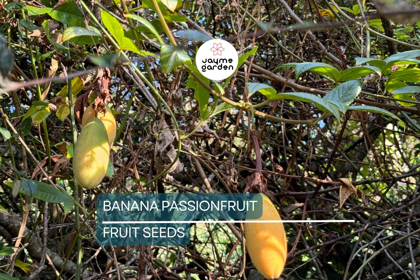 10 Banana Passionfruit Seeds (Passiflora Mollissima) - Rare Tropical Vine, Fast Growing, Sweet Fruits