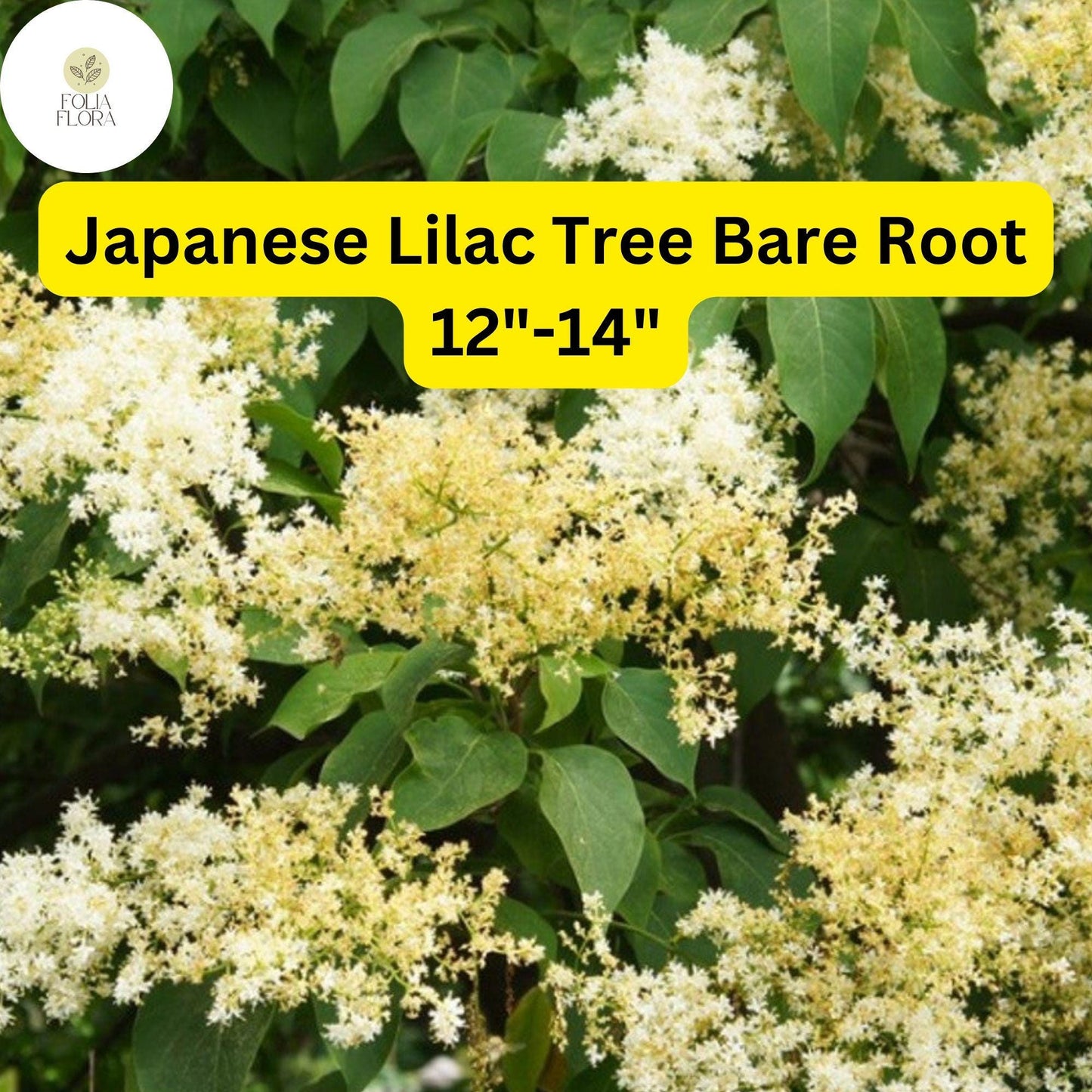 1 Syringa reticulata Japanese Lilac Tree - Live Bare Root Plant 12"-14" for Zones 3-7 - Hardy Ornamental Flowering Tree