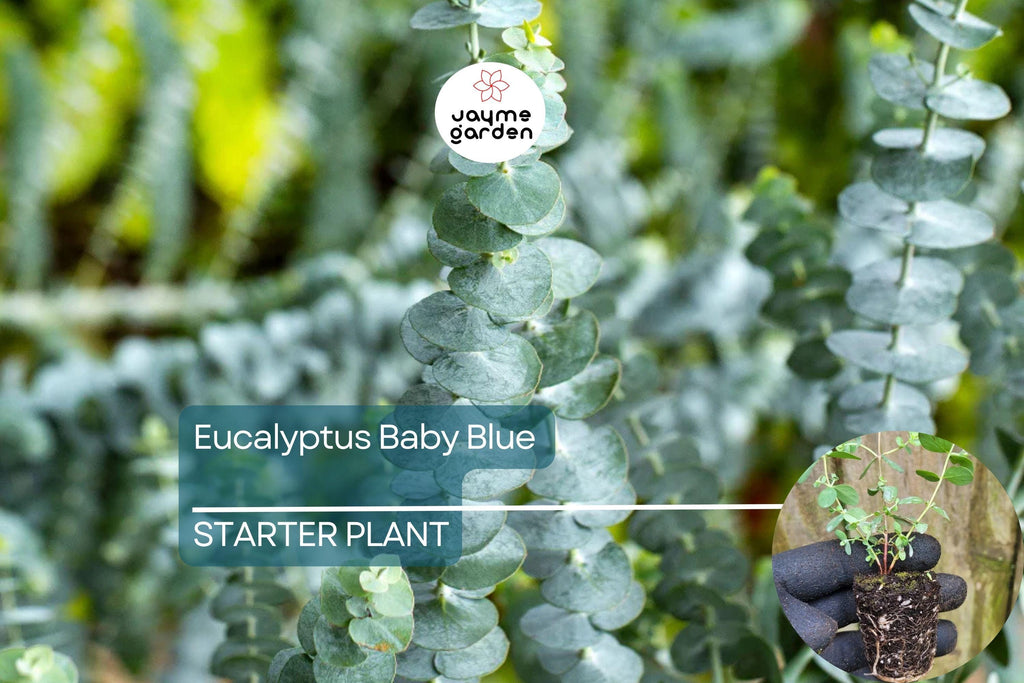 Eucalyptus Baby Blue Starter Plant | Live Rooted Plug | Compact Silver Dollar Variety | Aromatic Foliage & Creamy Blooms
