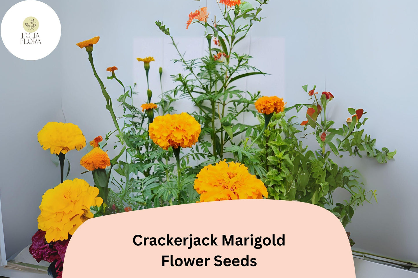 25+ Crackerjack Marigold Seeds | Giant African Marigold | Bright Orange & Yellow Heirloom Flower Seeds for Garden Planting
