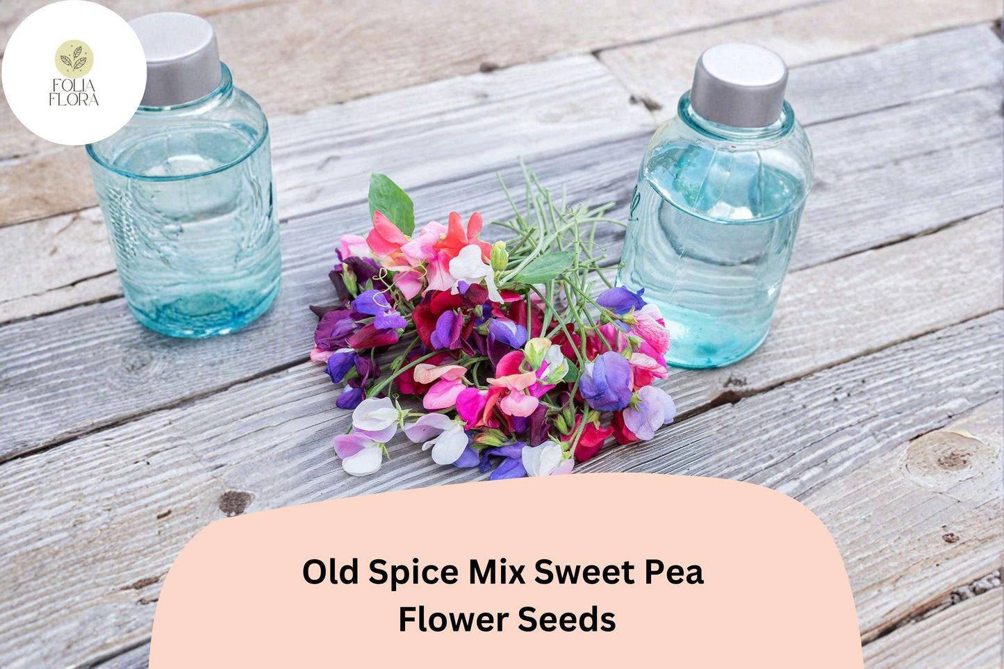Old Spice Mix Sweet Pea Seeds | Lathyrus odoratus Mixed Color Blooms Garden Planting (50+ Seeds)