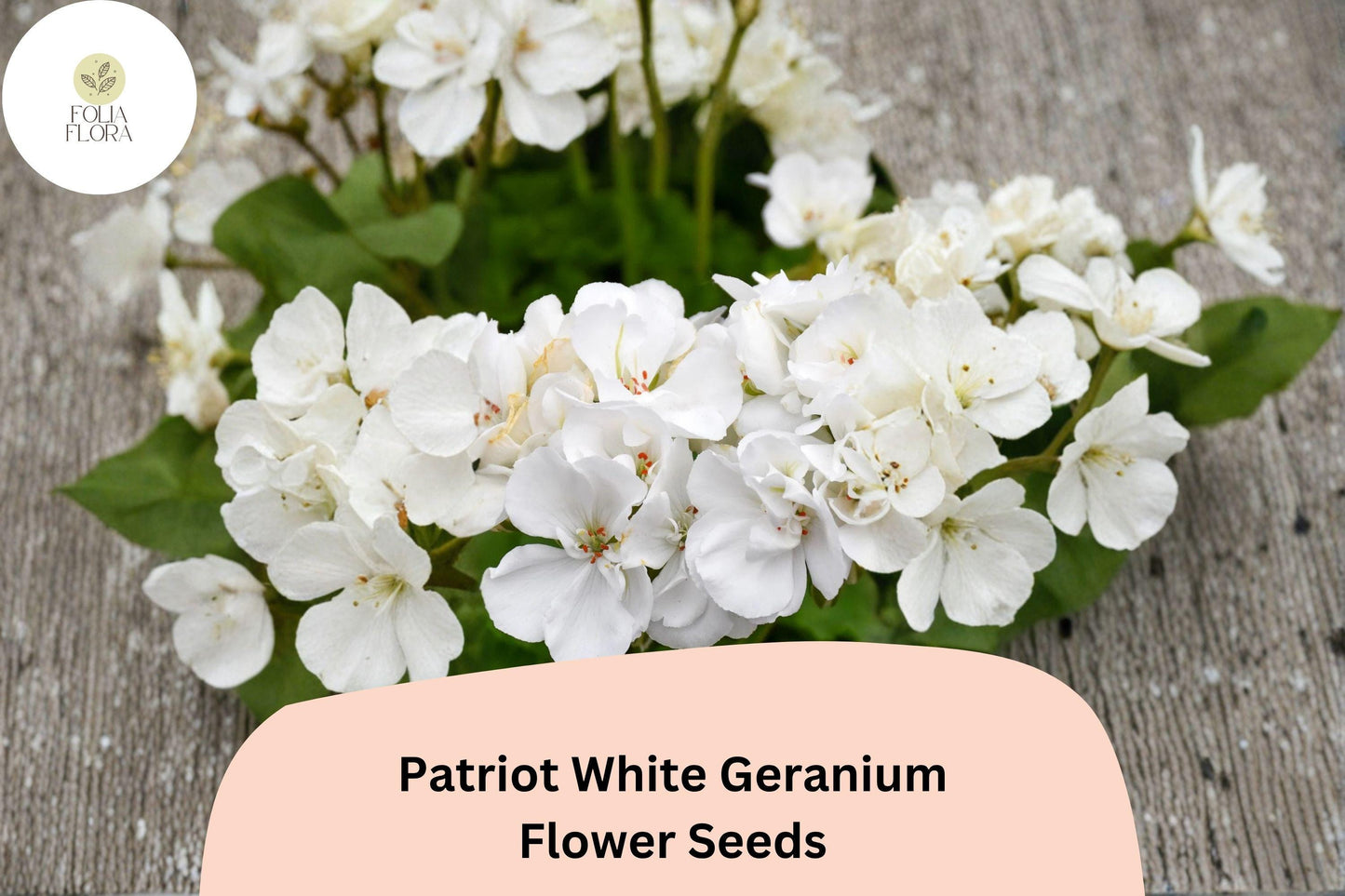 25+ Patriot White Geranium Seeds | Hardy Perennial | Pure White Blooms for Garden Beds, Borders & Containers