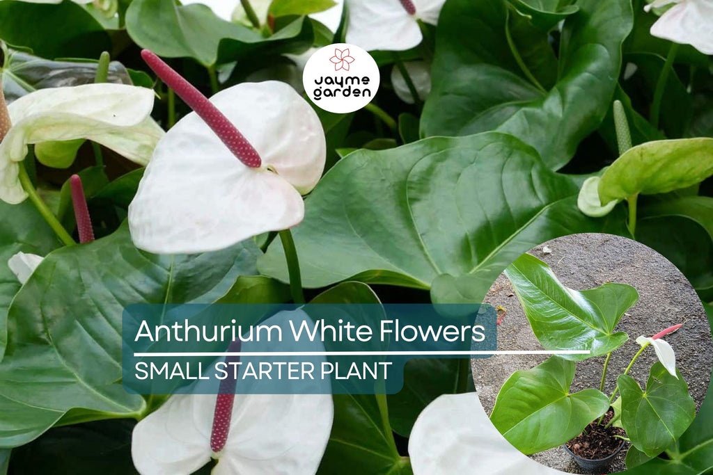 Anthurium Starter Plant - Live Plant with White Flamingo Flowers - Tropical Houseplant for Home, Office, & Decorative Indoor Spaces