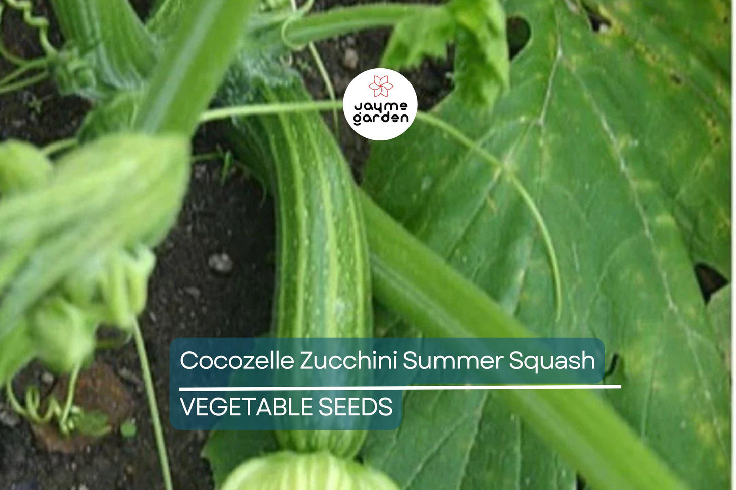 50 Cocozelle Zucchini Seeds – Heirloom Italian Summer Squash, Non-GMO, High-Yield, Tender & Flavorful, Easy to Grow, Free Shipping!