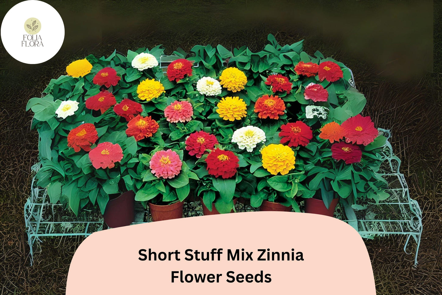 100+ Short Stuff Mix Zinnia Seeds – Dwarf Heirloom Non-GMO Annual Flowers for Garden Planting & Borders
