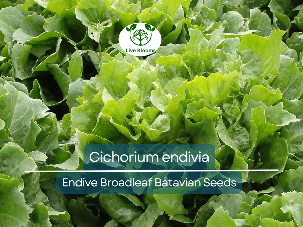 850 Seeds Endive Broadleaf Batavian (Cichorium endivia) - Non-GMO, Heirloom, Bitter Green, Easy to Grow, Perfect for Salad & Garden Planting