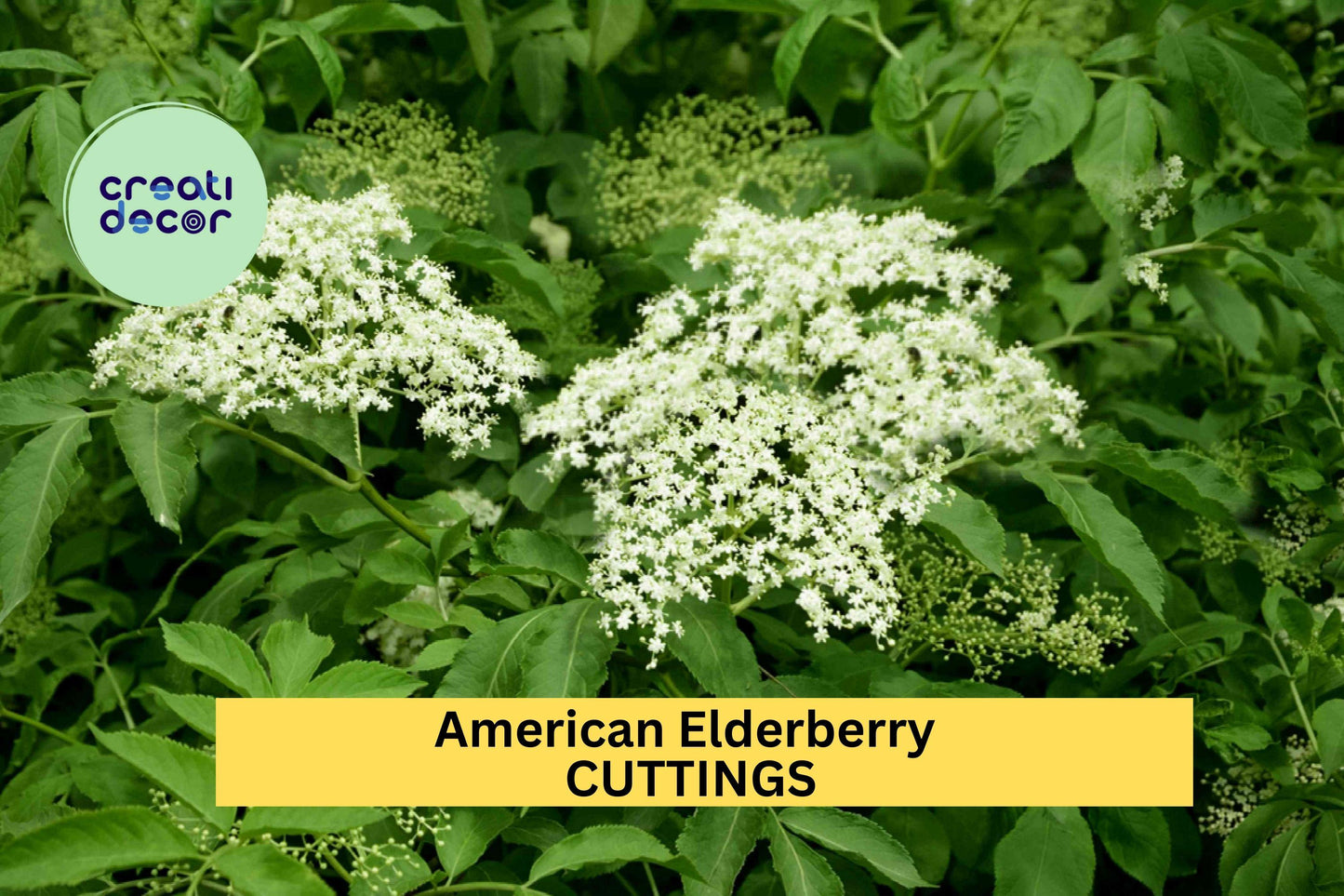 10 American Elderberry Cuttings – Unrooted Sambucus Shrub for Garden Planting, Hardy Native Perennial Bush – USA