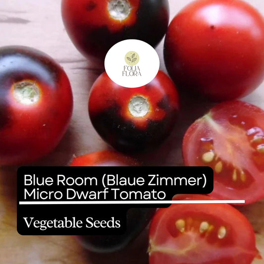 15 Blue Room (Blaue Zimmer) Micro Dwarf Tomato Seeds (Solanum lycopersicum) – Heirloom, Non-GMO, Compact & High-Yield