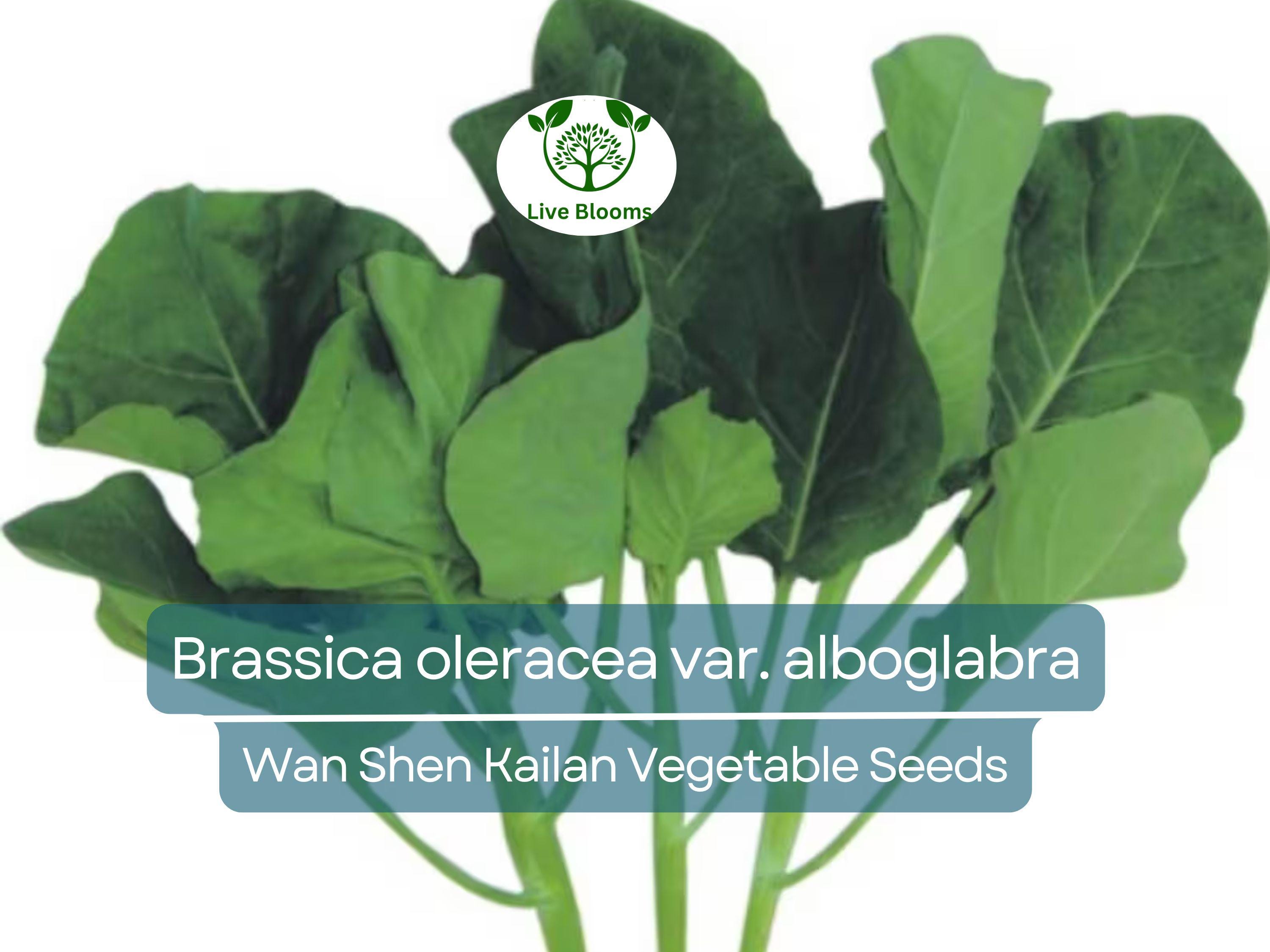 150 Seeds Wan Shen Kailan - Brassica oleracea var. alboglabra | Open Pollinated Asian Green for Planting & Culinary Use